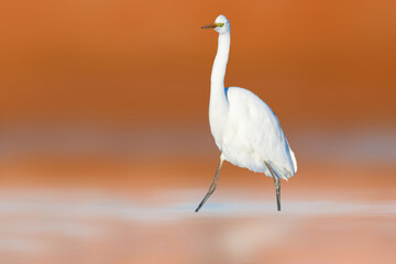 A great heron photographed in its habitat. Bird: Great Egret. Ardea alba. Colorful nature...
