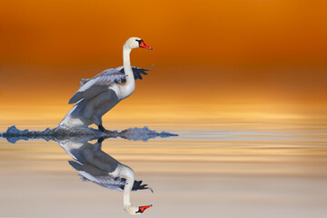 A beautiful swan landing on still water. Colorful nature background. Bird: Mute Swan.(Cygnus olor).