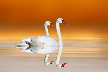 A pair of swans floating calmly on still water. Colorful nature background. 
