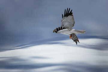 A bird of prey flying away with its prey. Winter nature background. Hen Harrier. Circus cyaneus.