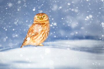 An owl photographed under snowfall. Winter nature background. Little owl.