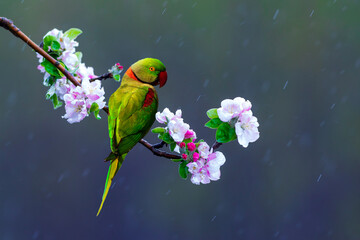 Green parrot perched on a tree with spring flowers in bloom. Alexandrine Parakeet. (Psittacula eupatria).