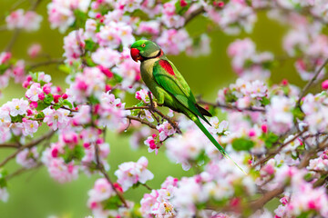 Green parrot perched on a tree with spring flowers in bloom. Alexandrine Parakeet. (Psittacula eupatria).