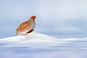 A partridge in its winter habitat. White snow background. Bird: Grey Partridge. Perdix perdix.
