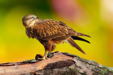 A bird of prey preparing to eat its prey. Buzzard. Colorful nature background. 
