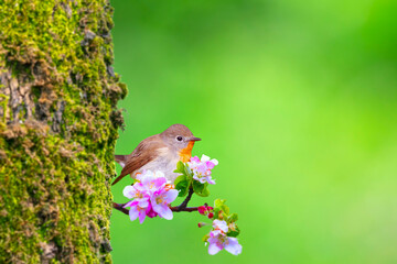 A cute birds posing in spring flowers. Red breasted Flycatcher. Ficedula parva.