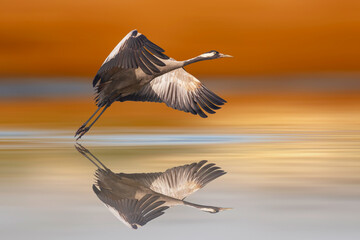 A crane starting to fly over the water. Colorful nature background. 