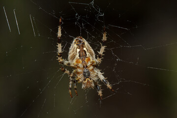 Macro de parte de abajo de la araña Araneus diadematus esperando su presa, Alcoi, España