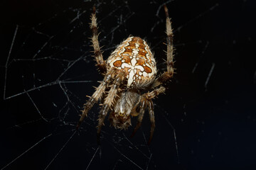 Macro de araña Araneus diadematus esperando su presa, Alcoi, España