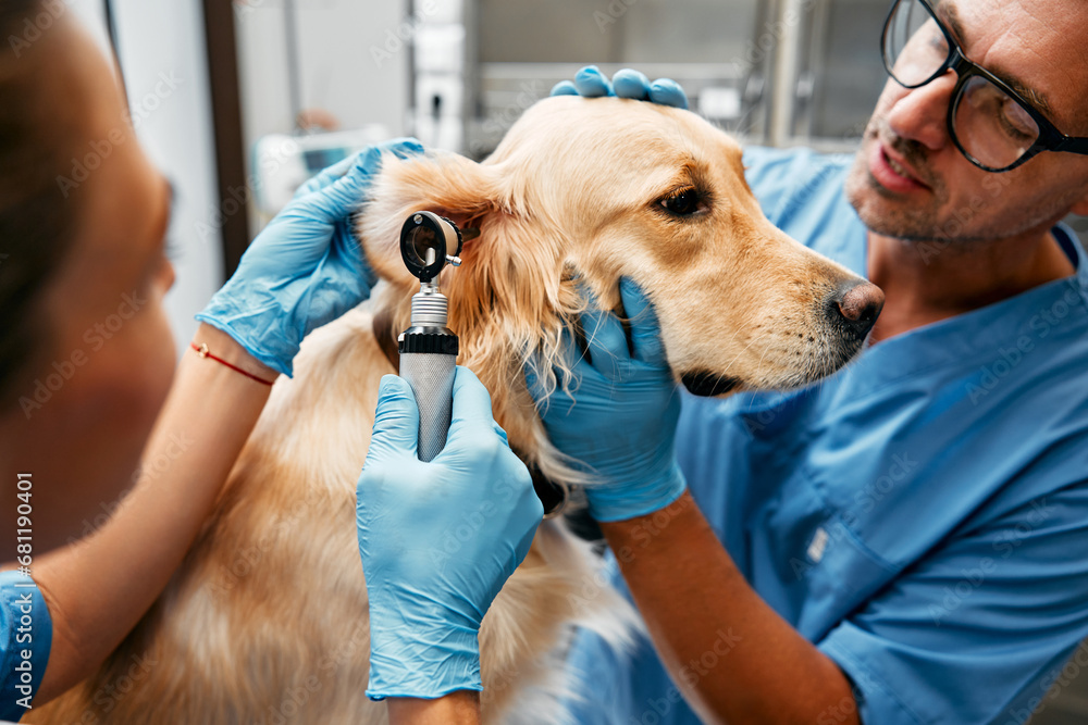 Wall mural Animals for examination and treatment in the veterinary clinic