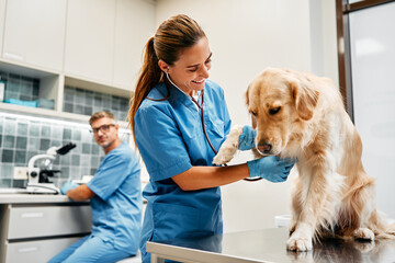 Animals for examination and treatment in the veterinary clinic - Powered by Adobe