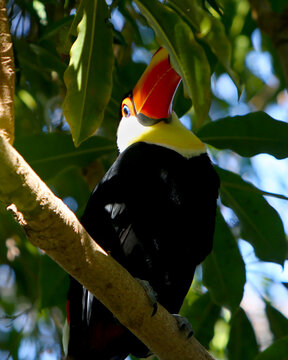 Toucan in a Tree