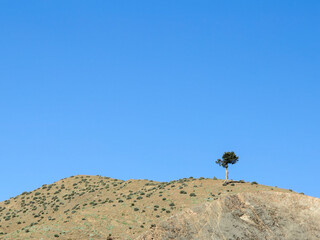 Tree that survives in the desert