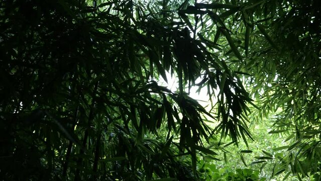 bamboos in a bamboo forest