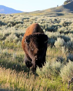 Bison in Yellowstone