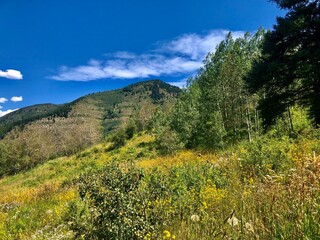 Lush meadows of Colorado 