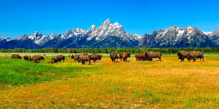 Buffalo in the Tetons