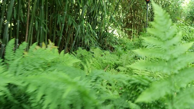 bamboos in a bamboo forest
