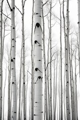 grove white birch trees symmetry large patches plain colors colorado simplified forms wildlife gallery young