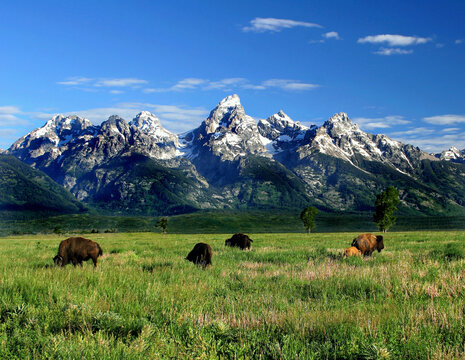 Buffalo in the Grand Tetons