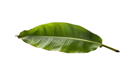 Fototapeta premium Green Banana Leaf Isolated On Transparent Background Png