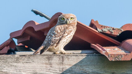 horned owl