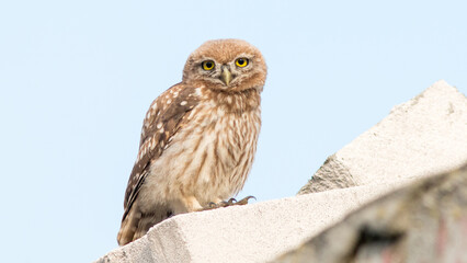 owl