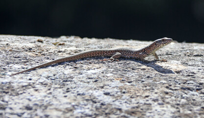 beau l&eacute;zard au soleil