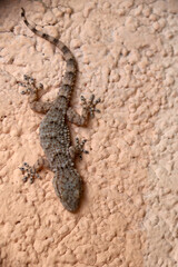 Desente sur le mur du gecko