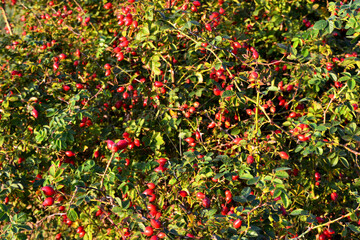 red rosehip berries, rosehip thickets on the Baltic spit, rosehip bush