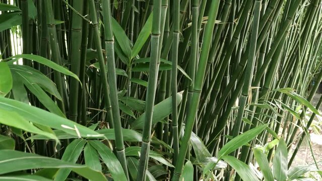 bamboos in a bamboo forest