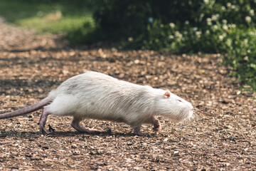 White nutria goes across the sawdust road on a sunny fall day. 
