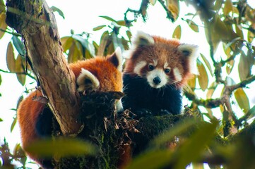 Two charming red pandas, forming a delightful pair, elegantly rest on tree branches in the picturesque Singalila National Park near Darjeeling, India.