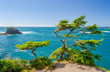 Fragment of ocean view from Soleduck trail in Olympics park, Washington, USA