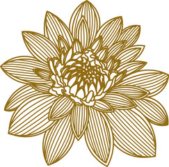incredible golden color magnolia, vector illustration, flower