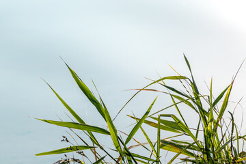 Fototapeta premium Green grass blades on river with blurred water background. Greenery on lake in summer close-up