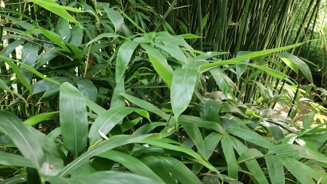 bamboos in a bamboo forest