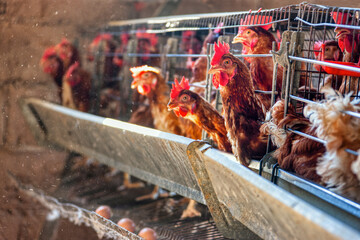 Small business farming , egg production, hens in the cages
