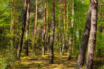 Summer mixed European wood thicket landscape of Kampinos Forest in Izabelin near Warsaw in Mazovia region of central Poland