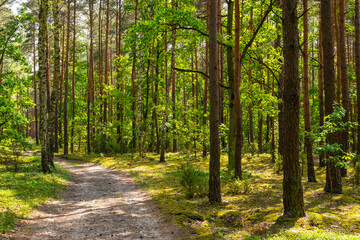 Summer mixed European wood thicket landscape of Kampinos Forest in Palmiry near Warsaw in Mazovia region of central Poland