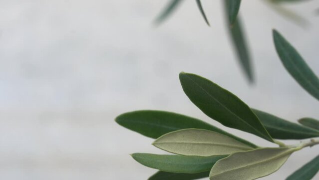 Olive tree natural background. olive branches with white background Natural texture backgrounds. Extraction of olive oil. Space for copy.