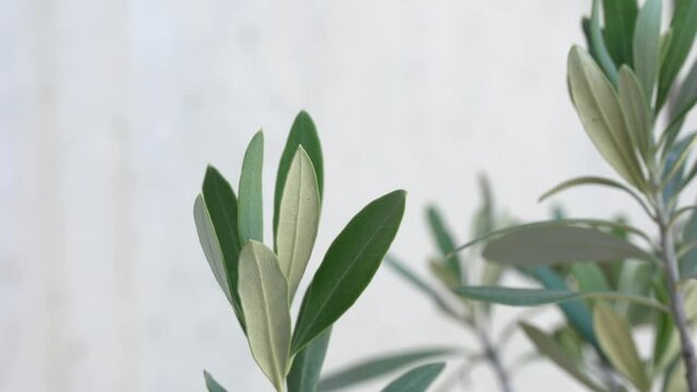 Detail of olive tree branches on white background.