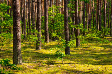 Summer mixed European wood thicket landscape of Kampinos Forest in Palmiry near Warsaw in Mazovia region of central Poland