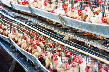Small business farming , egg production, hens in the cages