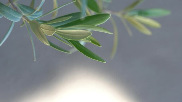 Detail of olive tree branches on gray background with space.