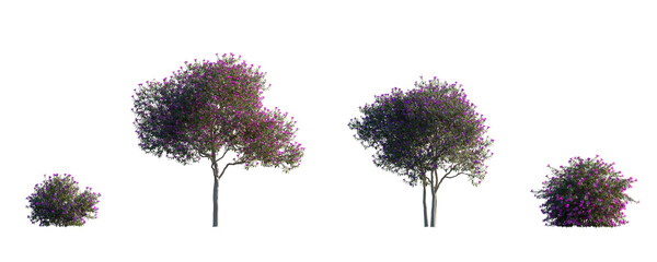 Tibouchina semidecandra (organensis, semi-decandra) Glory bush, Purple glory tree  isolated png on a transparent background perfectly cutout