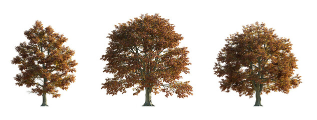 Fagus sylvatica (Common Beech, European Beech) Roseomarginata set of large trees isolated png on a transparent background premium cutout Fagaceae 