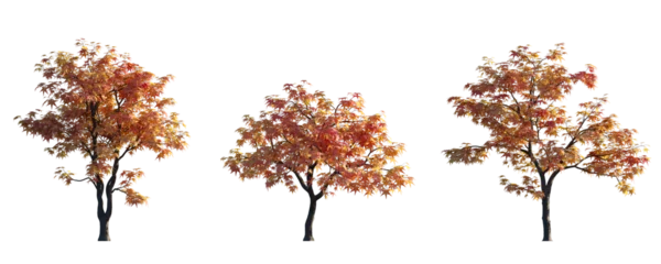 Foto op Plexiglas Acer Palmatum Japanese maple Cultivars palmate decompositum formosum ornatum pinnatifidum  isolated png on a transparent background perfectly cutout © Roman