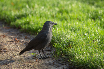 Portrait of an adult jackdaw (Сorvus monedula) from the side against a background of green grass