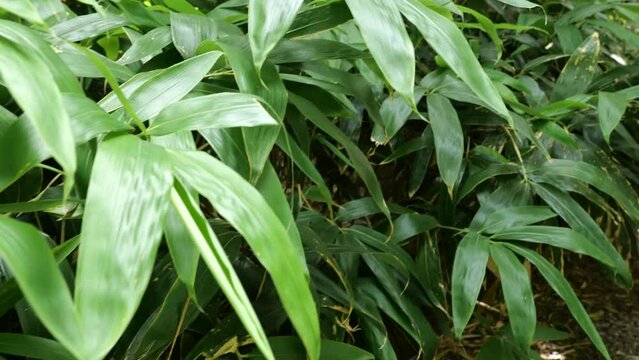 bamboos in a bamboo forest